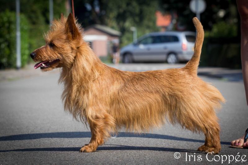 Luthien von den Grauen Anfurten | Australian Terrier 