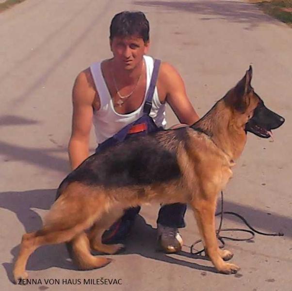 zenna 1 vom haus milesevac | German Shepherd Dog 