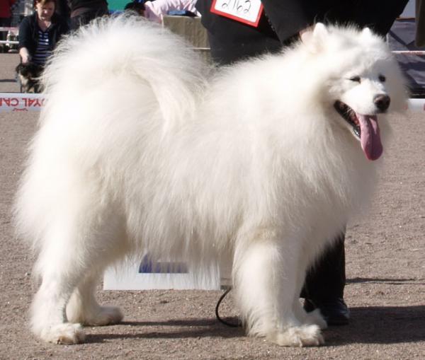 Funny Fabric Prairie Oyster | Samoyed 