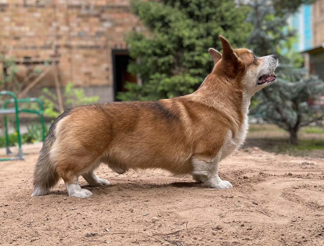 Maskori Vip for You | Pembroke Welsh Corgi 