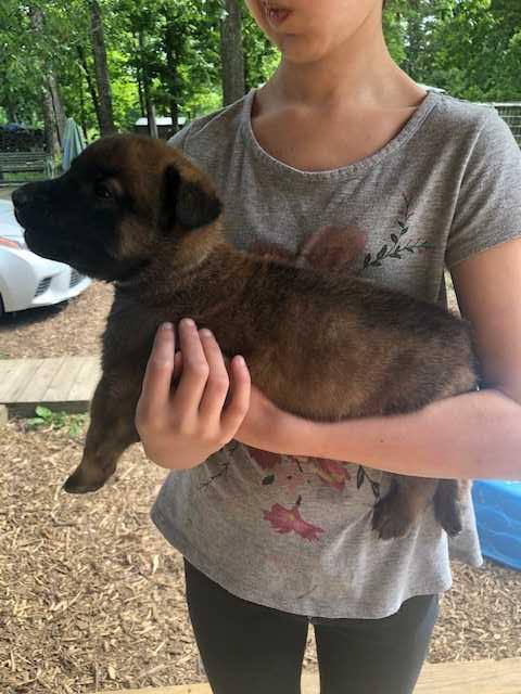 Shenandoah Roman | Dutch Shepherd 