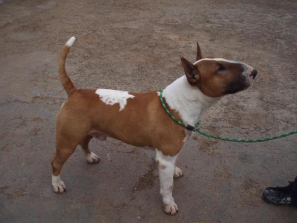 Polar Ice De Lord Bull | Bull Terrier 