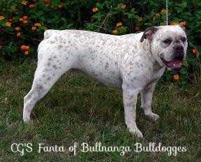 CG's Fanta of Bullnanza Bulldogges | Olde English Bulldogge 