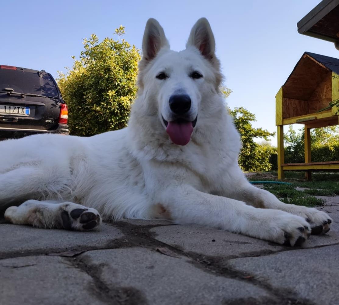 Yoko Ono della caveja White | White Swiss Shepherd Dog 