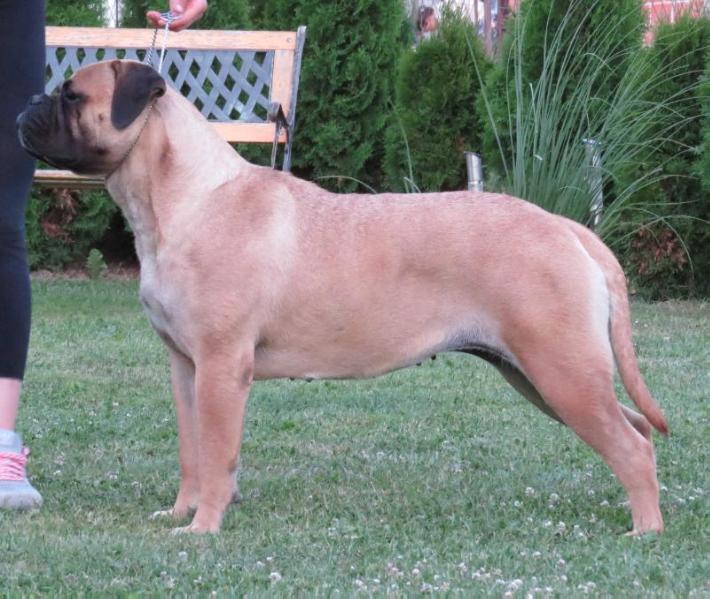 Mabelle The First Of Godlike Step | Bullmastiff 