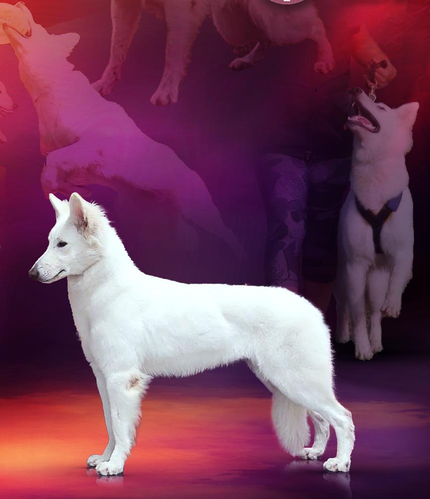 Hubble Bubble Iz Beloy Brigady | White Swiss Shepherd Dog 