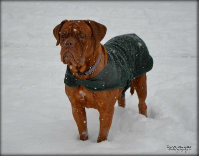 Mademoiselle Quantum Libet | Dogue de Bordeaux 