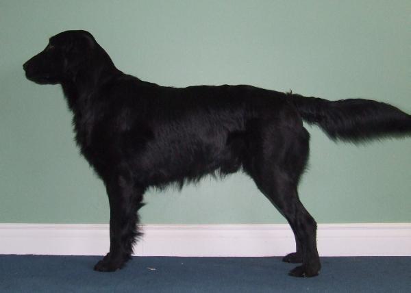 Wyndham's Lord Lochlan | Flat-Coated Retriever 