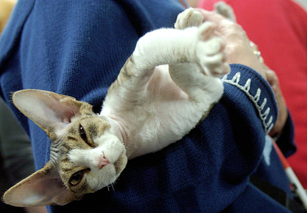 Devon Rex