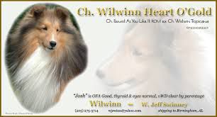 Wilwinn Heart O' Gold | Shetland Sheepdog 