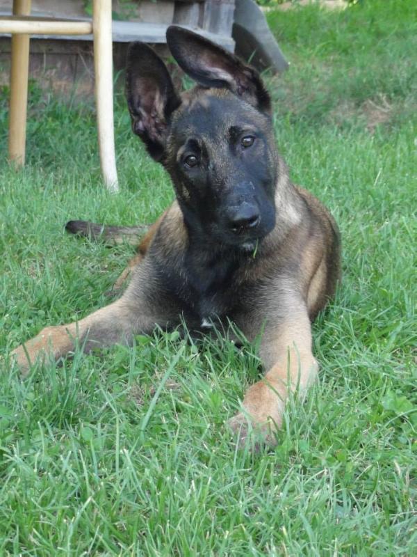 Al Capone La Vie Est Belle | Belgian Malinois 