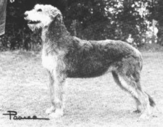 Decree of Bokra | Irish Wolfhound 