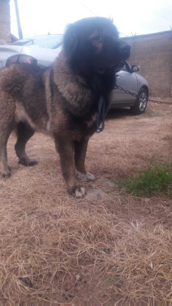 PRINCESS Of TOP DOGS Kennel | Caucasian Mountain Dog 