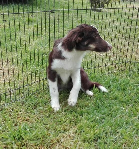 RURYS MOCCA - LINDA - | Border Collie 