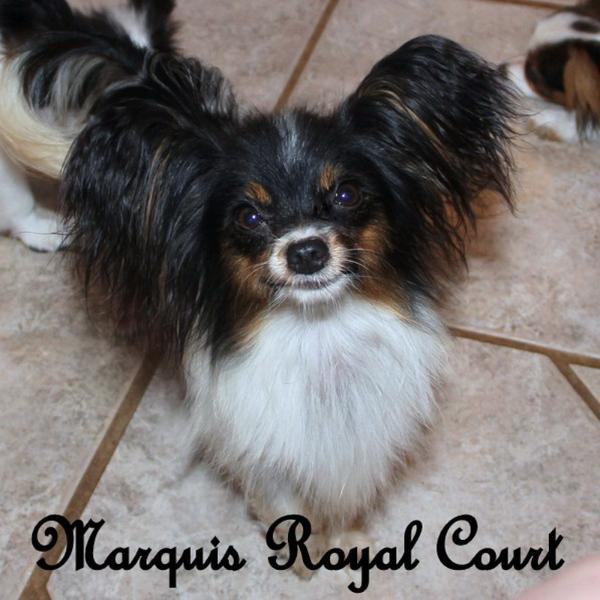 Tila's Mathilda At Marquis Courts | Papillon 