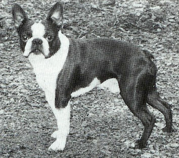 Finlandica's Special Brandy | Boston Terrier 