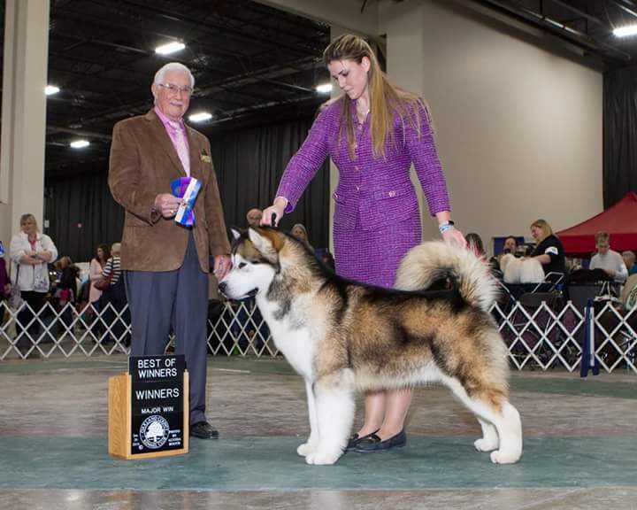 Gale of Heavenkingdom | Alaskan Malamute 