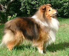 Shelridge Socrates | Shetland Sheepdog 