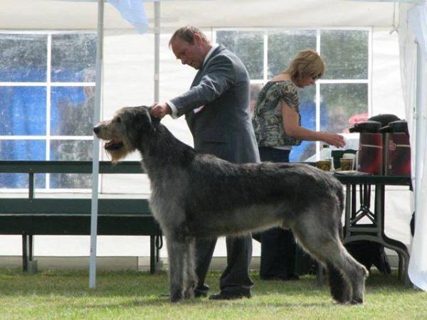 Broughadowey Tir Eoghain | Irish Wolfhound 