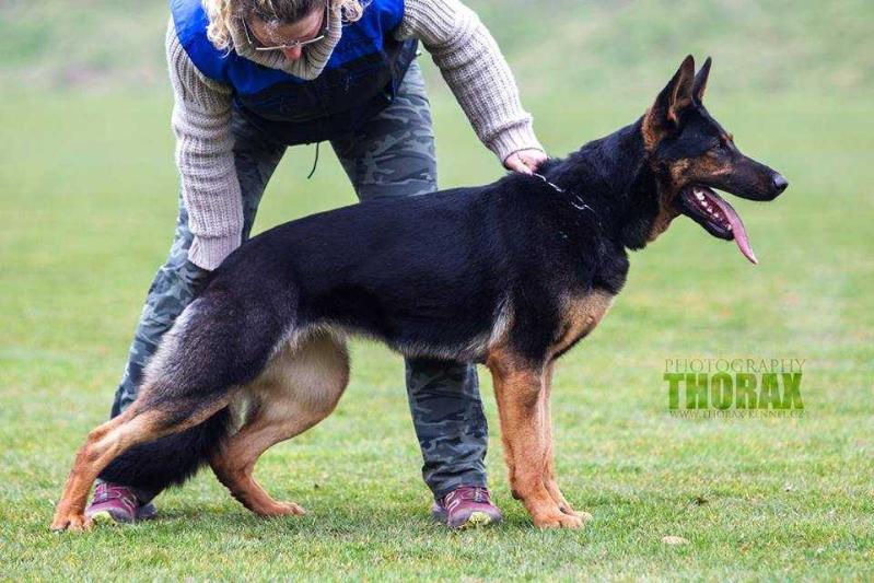 Aranka Anyuka | German Shepherd Dog 