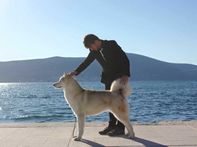 The Game of Life | Alaskan Malamute 