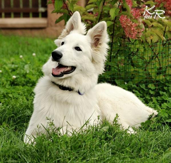 Forkys Nubika | White Swiss Shepherd Dog 