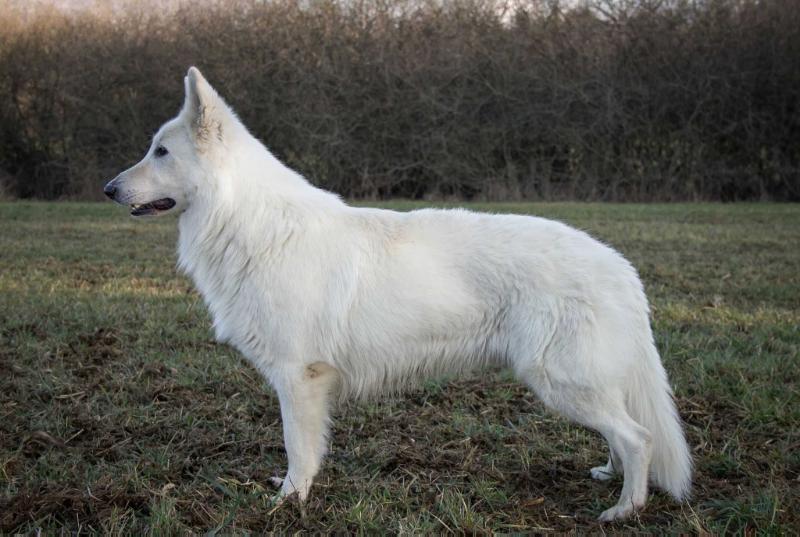 Moskau des Chalets de France-Line | White Swiss Shepherd Dog 