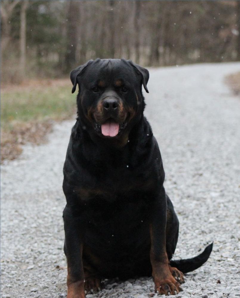 Cernys czar | Rottweiler 