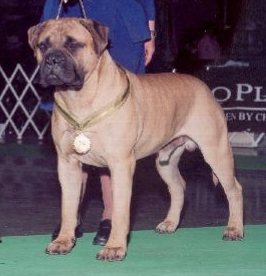 Royal ALLR's of Stealsaheart | Bullmastiff 