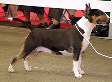Kenine Sweet By Nature At Ukusa | Bull Terrier 