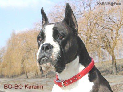 Bo-Bo Karaim | Boxer 