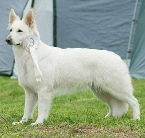 Mihela's Outshine Glory | White Swiss Shepherd Dog 