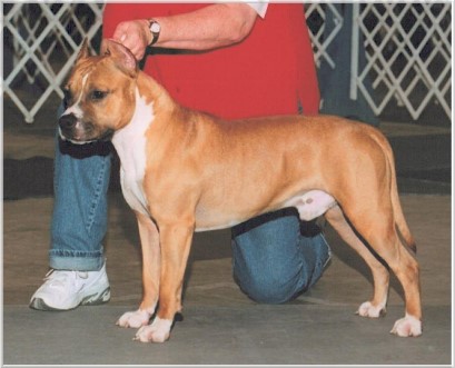 Big Stuff Eatmydust (Ritchie) | American Staffordshire Terrier 