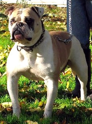 BAYSIDE'S TOTTIE II | Olde English Bulldogge 