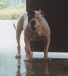 ThunderBeast's Bodyguard | American Bulldog 