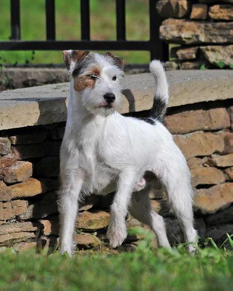 Heart-Songs Ghost of Traveller of Foxwarren | Parson Russell Terrier 