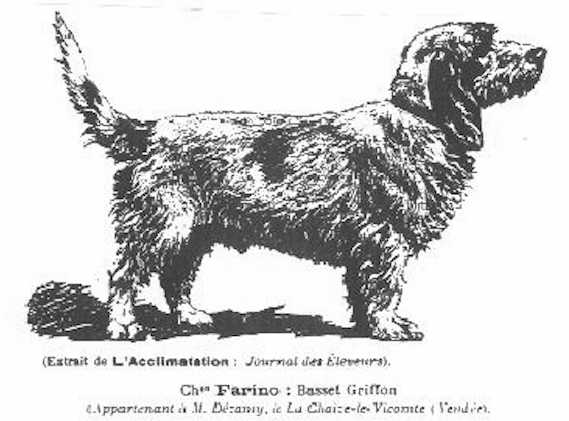 Farino {La Chaize-le Vizcoxnte} | Petit Basset Griffon Vendéen 