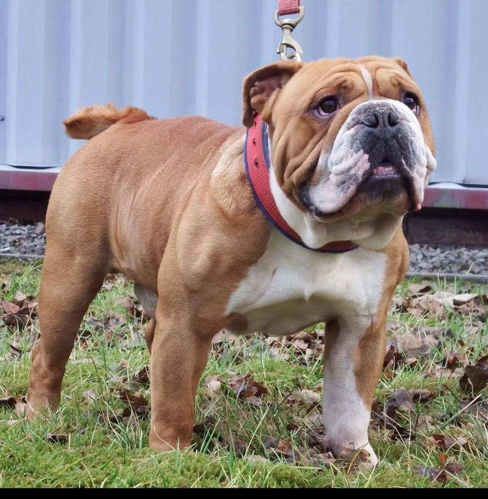 Caldeys' Hugo | Olde English Bulldogge 