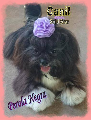 Pérola Negra La Mattina D'oro | Lhasa Apso 