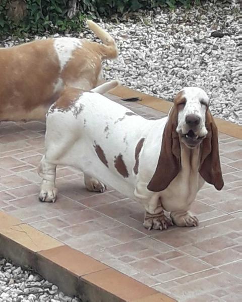 Mary Sunshine di Lago Ombroso | Basset Hound 