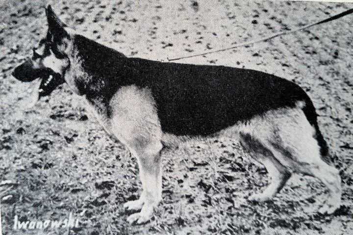 Hein von Lohebleck | German Shepherd Dog 