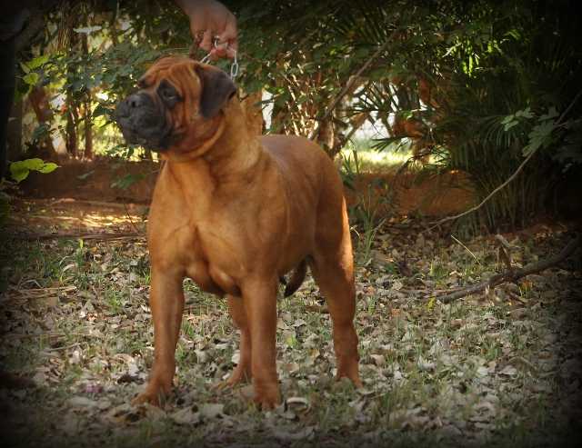 Bullsquare Angus Red | Bullmastiff 