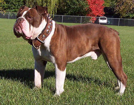 GARGOYLE'S BROCK | Olde English Bulldogge 