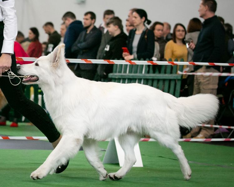 Jaskier Greiff Fortunatus Poland | White Swiss Shepherd Dog 