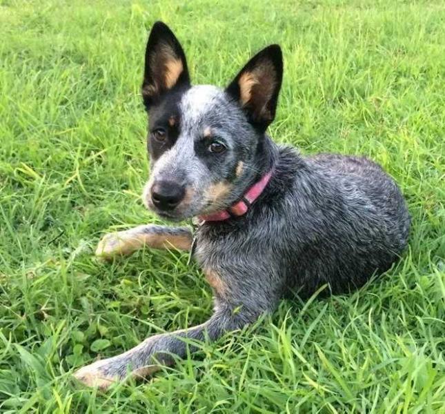 JinxxieXDusty(Roxie) | Australian Cattle Dog 