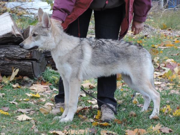 Val'kiriya Gonduk iz Vitairii | Czechoslovakian Wolfdog 