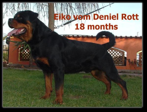 EIKO VOM DENIEL ROTT | Rottweiler 