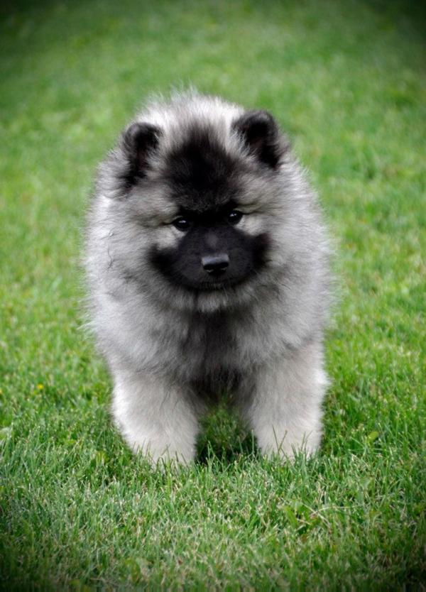 Keesridge Inferno | Keeshond 