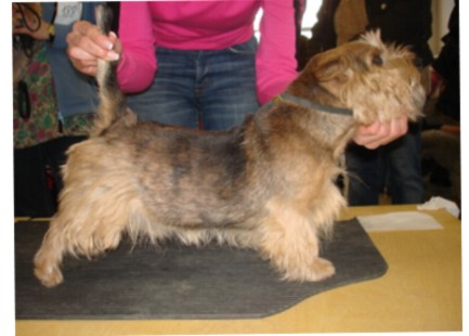 Vossi-Baer vom Tierfreund | Norwich Terrier 