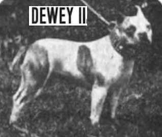 Dewey II (065353) | Boston Terrier 